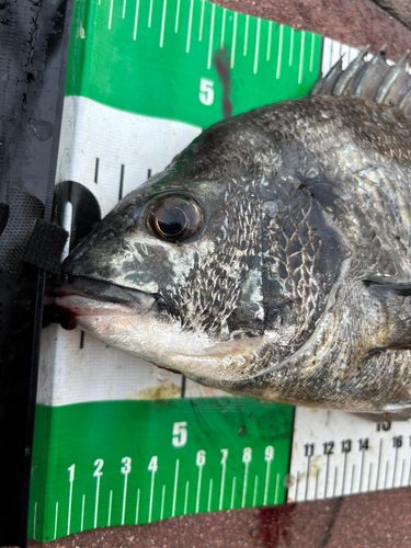 クロダイの釣果