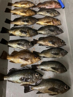 メバルの釣果