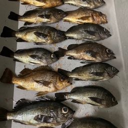 メバル