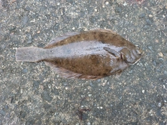 マコガレイの釣果