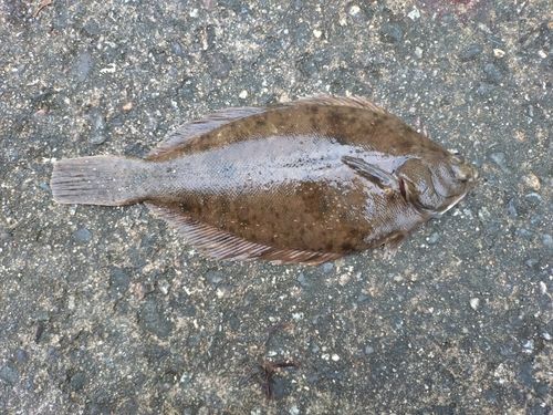 マコガレイの釣果