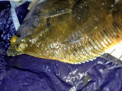 クロガシラガレイの釣果