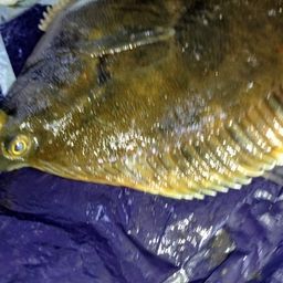 クロガシラガレイ