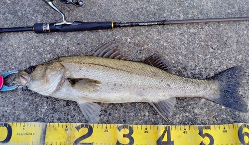 シーバスの釣果