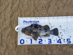 クロソイの釣果