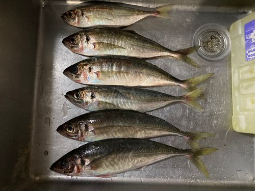 アジの釣果