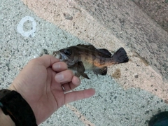 シロメバルの釣果