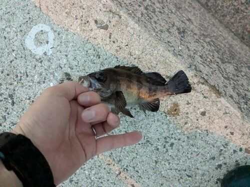 シロメバルの釣果