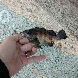 シロメバル