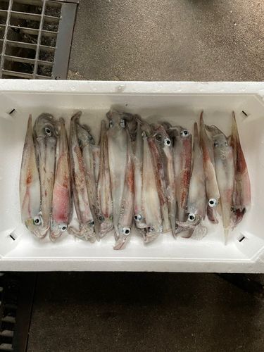 ヤリイカの釣果
