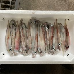 ヤリイカ