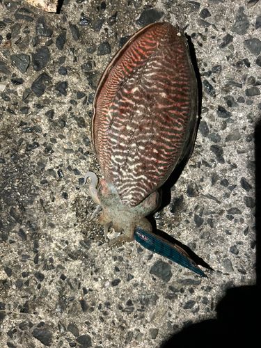 コウイカの釣果