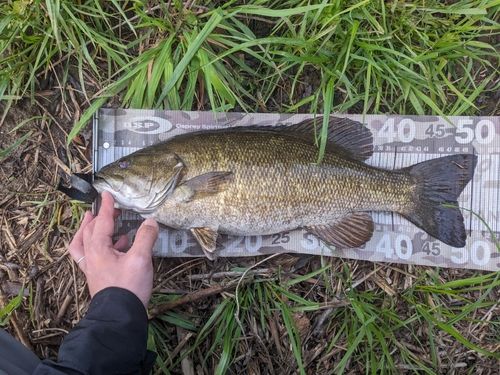 スモールマウスバスの釣果