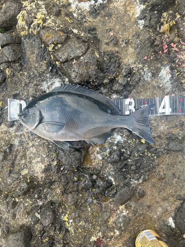 グレの釣果