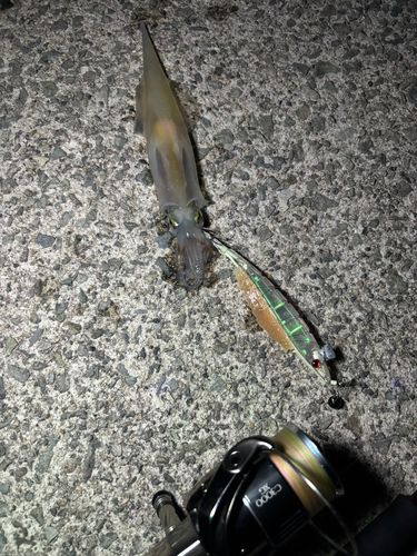 ヤリイカの釣果