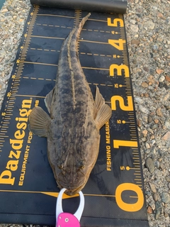 マゴチの釣果