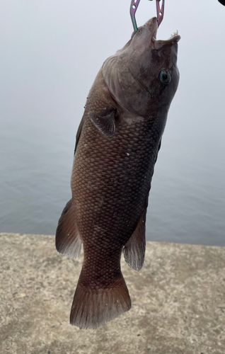 コブダイの釣果