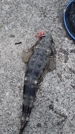 マゴチの釣果