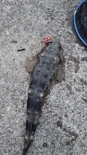 マゴチの釣果