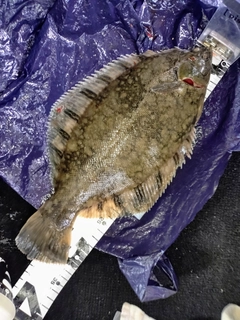 クロガシラガレイの釣果