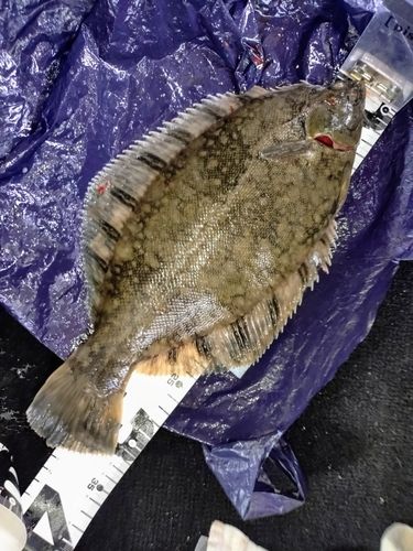 クロガシラガレイの釣果