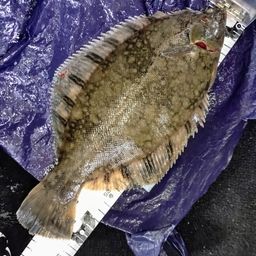 クロガシラガレイ