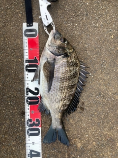 クロダイの釣果