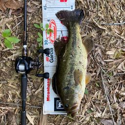 ラージマウスバス