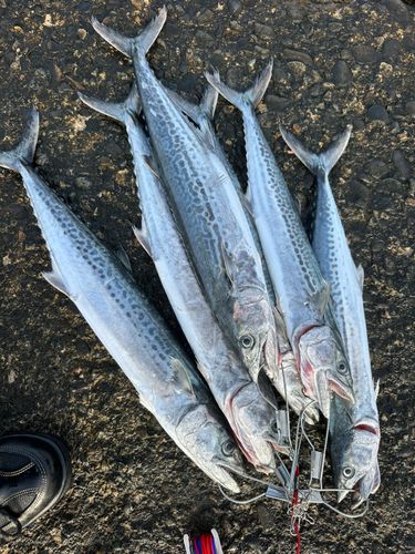 サゴシの釣果