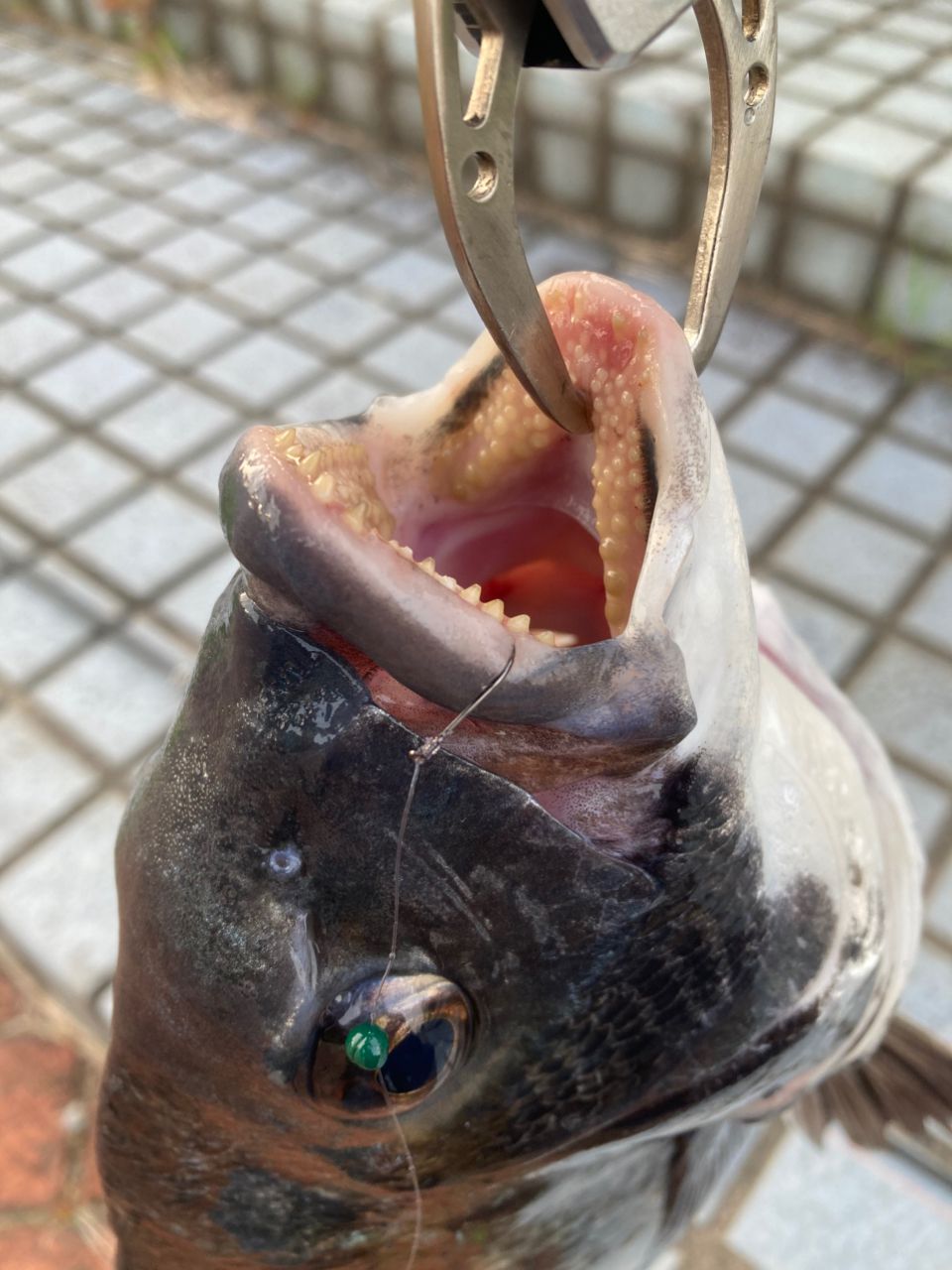 クロダイ