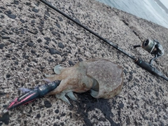 コウイカの釣果