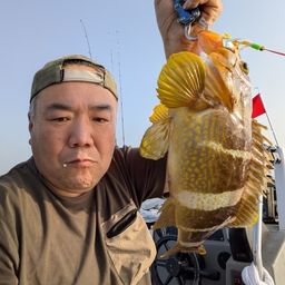 アオハタ