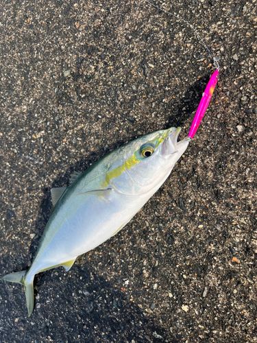 フクラギの釣果