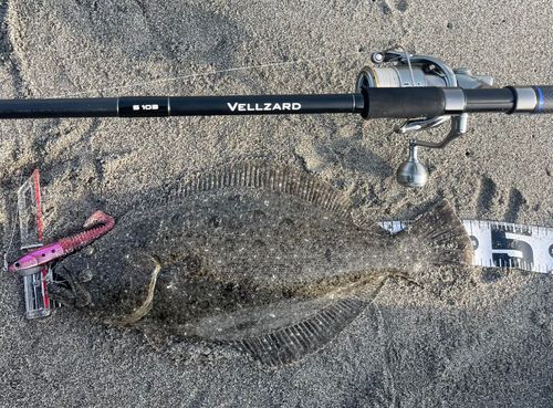ヒラメの釣果