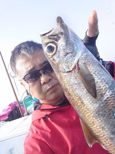 クロムツの釣果