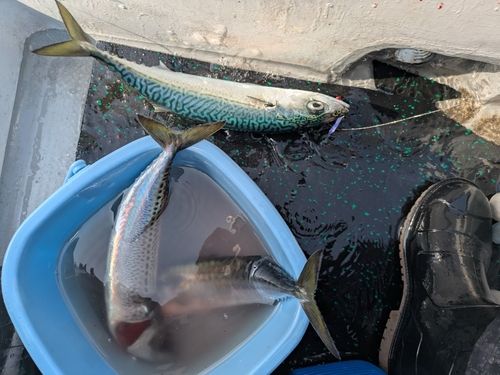 マサバの釣果