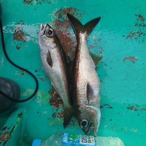 クロムツの釣果
