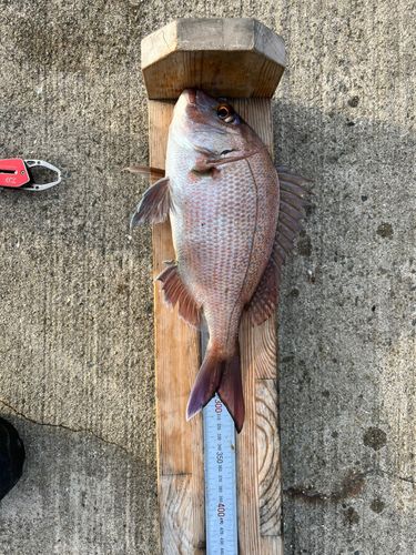 マダイの釣果