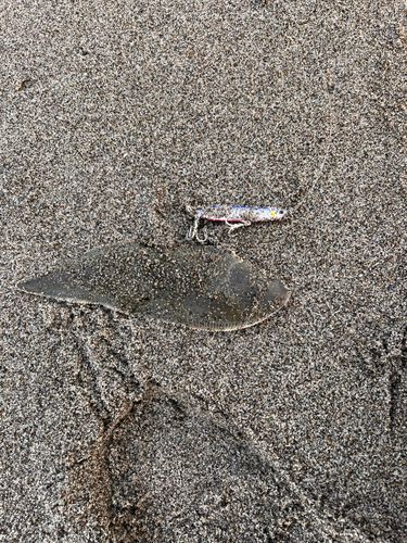 シタビラメの釣果