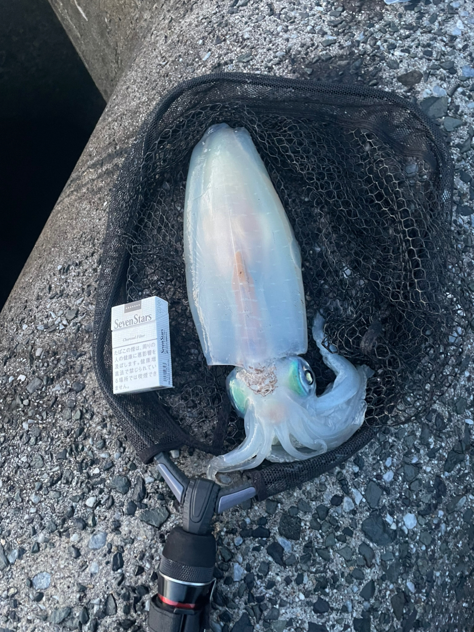 SHIMANO 22ステラ 2500Sの最安値・インプレ・釣果 | 本音の