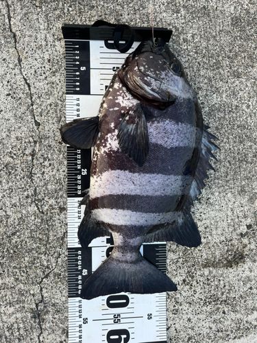 イシダイの釣果