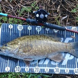 スモールマウスバス