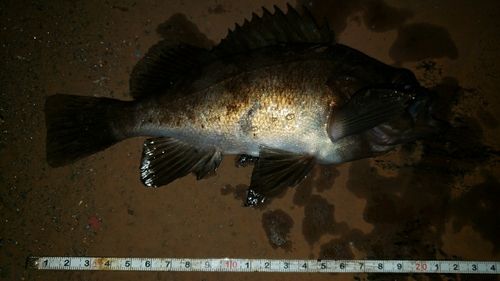 アカメバルの釣果