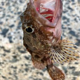 カサゴ