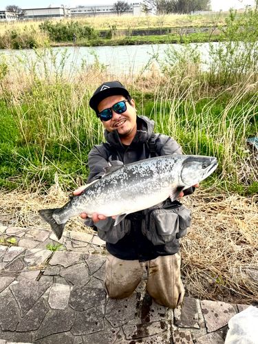 サクラマスの釣果