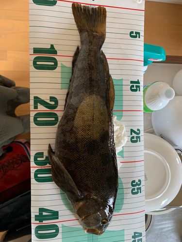 アイナメの釣果