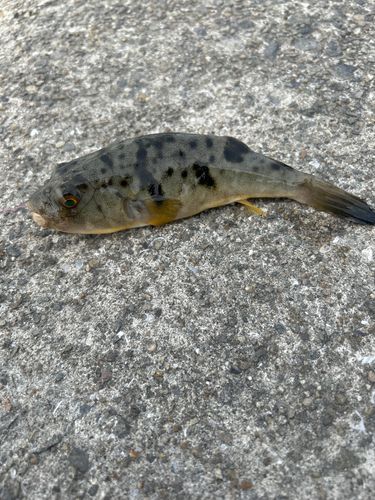 ヒガンフグの釣果