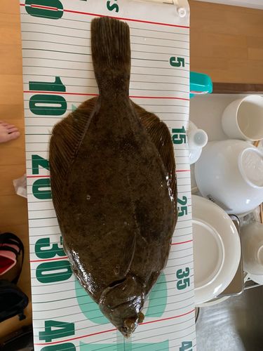 ヒラメの釣果