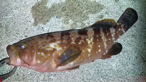 キジハタの釣果