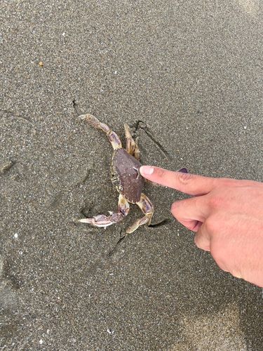 ヒラツメガニの釣果